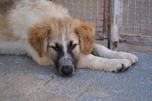 LINUS, Hund, Mischlingshund in Italien - Bild 20