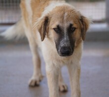 LINUS, Hund, Mischlingshund in Italien - Bild 3