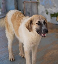 LINUS, Hund, Mischlingshund in Italien - Bild 4