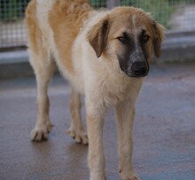 LINUS, Hund, Mischlingshund in Italien - Bild 5