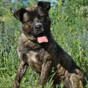 KARIM, Hund, Mischlingshund in Slowakische Republik - Bild 2