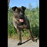 KARIM, Hund, Mischlingshund in Slowakische Republik - Bild 4