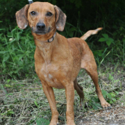 MIKA, Hund, Mischlingshund in Slowakische Republik - Bild 1