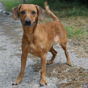 MIKA, Hund, Mischlingshund in Slowakische Republik - Bild 2