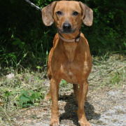 MIKA, Hund, Mischlingshund in Slowakische Republik - Bild 3