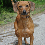 MIKA, Hund, Mischlingshund in Slowakische Republik - Bild 4