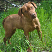 PANDORA, Hund, Magyar Vizsla-Mix in Slowakische Republik - Bild 2