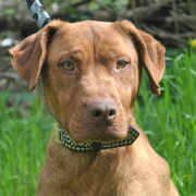 PANDORA, Hund, Magyar Vizsla-Mix in Slowakische Republik - Bild 4