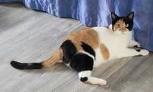 LINA, Katze, Europäisch Kurzhaar in Alsbach-Hähnlein - Bild 1