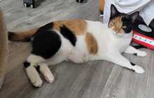 LINA, Katze, Europäisch Kurzhaar in Alsbach-Hähnlein - Bild 3