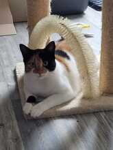 LINA, Katze, Europäisch Kurzhaar in Alsbach-Hähnlein - Bild 4
