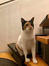 LINA, Katze, Europäisch Kurzhaar in Alsbach-Hähnlein - Bild 5