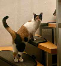 LINA, Katze, Europäisch Kurzhaar in Alsbach-Hähnlein - Bild 6