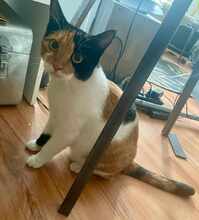 LINA, Katze, Europäisch Kurzhaar in Alsbach-Hähnlein - Bild 7