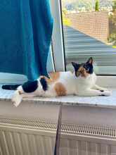 LINA, Katze, Europäisch Kurzhaar in Alsbach-Hähnlein - Bild 8