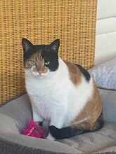 LINA, Katze, Europäisch Kurzhaar in Alsbach-Hähnlein - Bild 9