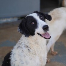 LILO, Hund, Mischlingshund in Italien - Bild 1