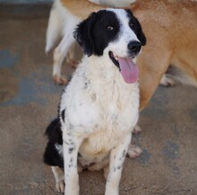 LILO, Hund, Mischlingshund in Italien - Bild 2