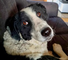 LILO, Hund, Mischlingshund in Starnberg