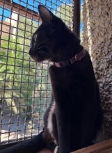 EYRA, Katze, Europäisch Kurzhaar in Spanien - Bild 9