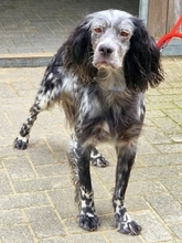 CECCILIA, Hund, English Setter in Sehnde