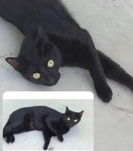 BONNIE, Katze, Europäisch Kurzhaar in Spanien - Bild 4