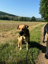 ERNA, Hund, Mischlingshund in Bovenden - Bild 6