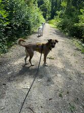 ERNA, Hund, Mischlingshund in Bovenden - Bild 9