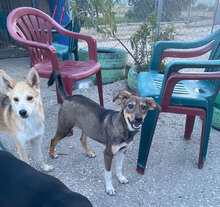 ATINA, Hund, Mischlingshund in Bulgarien - Bild 13