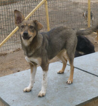 ATINA, Hund, Mischlingshund in Bulgarien - Bild 6