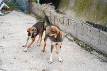 ATINA, Hund, Mischlingshund in Bulgarien - Bild 7