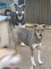 ATILA, Hund, Mischlingshund in Bulgarien - Bild 2