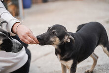 ATILA, Hund, Mischlingshund in Bulgarien - Bild 6