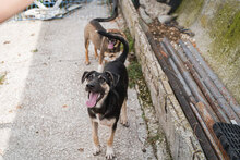 ATILA, Hund, Mischlingshund in Bulgarien - Bild 7