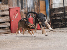 ATILA, Hund, Mischlingshund in Bulgarien - Bild 8