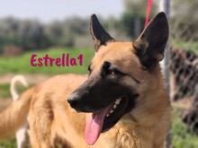 ESTRELLA1, Hund, Deutscher Schäferhund-Mix in Spanien - Bild 1