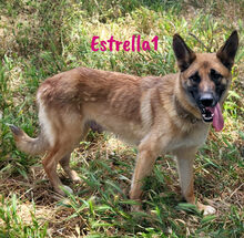 ESTRELLA1, Hund, Deutscher Schäferhund-Mix in Spanien - Bild 13