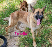 ESTRELLA1, Hund, Deutscher Schäferhund-Mix in Spanien - Bild 14