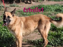 ESTRELLA1, Hund, Deutscher Schäferhund-Mix in Spanien - Bild 2