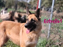 ESTRELLA1, Hund, Deutscher Schäferhund-Mix in Spanien - Bild 3