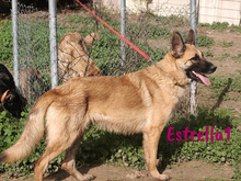 ESTRELLA1, Hund, Deutscher Schäferhund-Mix in Spanien - Bild 4