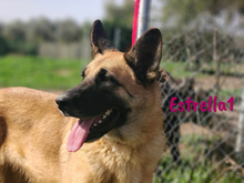 ESTRELLA1, Hund, Deutscher Schäferhund-Mix in Spanien - Bild 6