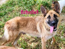 ESTRELLA1, Hund, Deutscher Schäferhund-Mix in Spanien - Bild 7