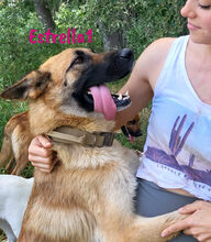 ESTRELLA1, Hund, Deutscher Schäferhund-Mix in Spanien - Bild 8