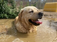 CESAR, Hund, Labrador Retriever in Essen - Bild 1