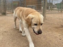 CESAR, Hund, Labrador Retriever in Essen - Bild 10