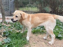 CESAR, Hund, Labrador Retriever in Essen - Bild 11