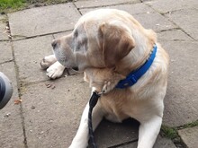 CESAR, Hund, Labrador Retriever in Essen - Bild 12