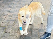 CESAR, Hund, Labrador Retriever in Essen - Bild 13