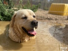 CESAR, Hund, Labrador Retriever in Essen - Bild 2